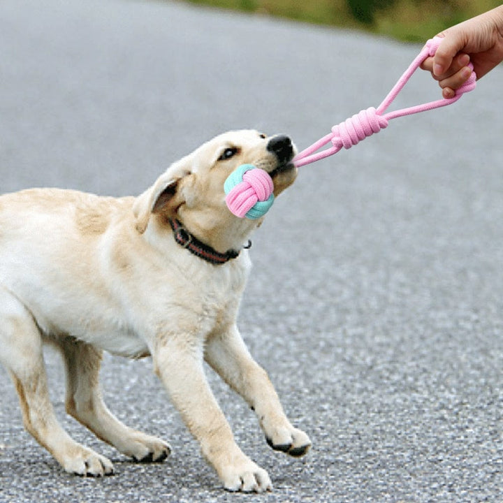 Interactive Cotton Rope Dog Toys BENNYS